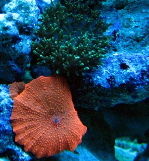 Mushrooms under actinic