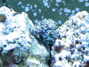 Current frogspawn 2