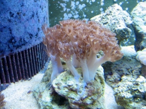 Current Xenia