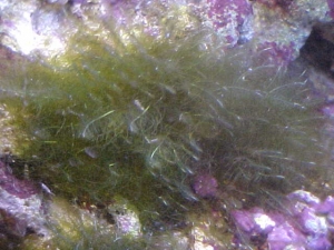 Bryopsis Pennata