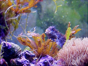 Sargassum