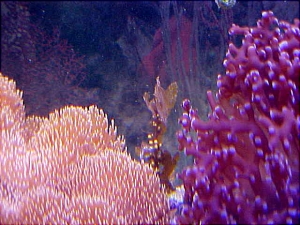 Sargassum