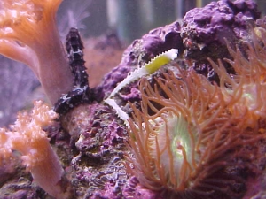 Anemone Majano