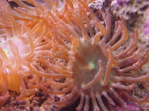 Anemone Majano