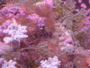 Anemone Majano