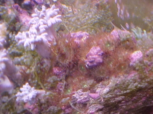 Anemone Majano