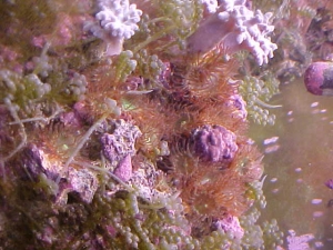 Anemone Majano