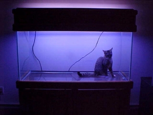 Catfish