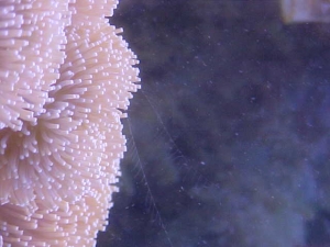 Comb Jellyfish Tentacles