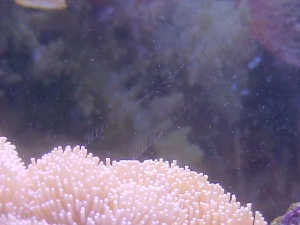 Comb Jellyfish Tentacles