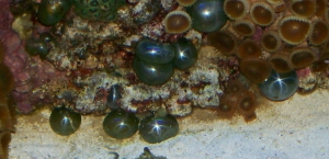 ventricaria ventricosa, sea pearl, bubble algae