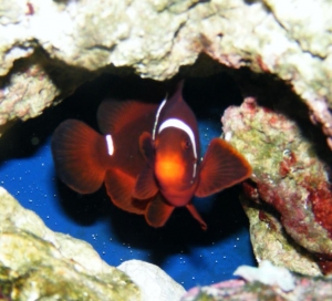 Marlin