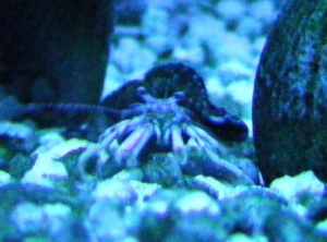 Mr. Crab