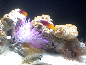 My room 10g nano
