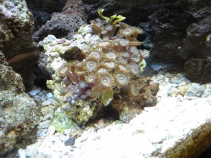new_rock_of_zoos