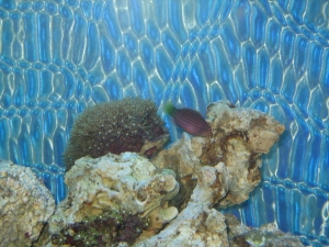 Leonard_with_some_corals