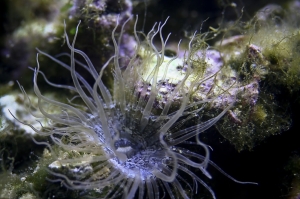 aiptasia anemone, glass anemone