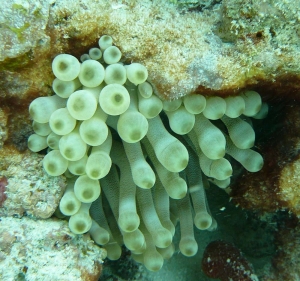 anemone13