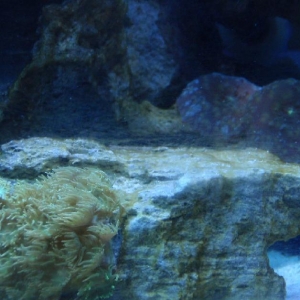 film_on_rock_1
