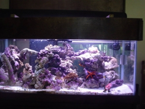 75 gal rockscape