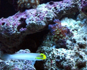Golden Head Sleeper goby