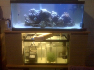 20g long with 10g sump/refugium!!!
