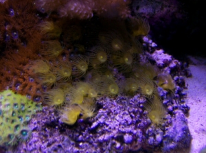 Yellow Polyps (parazoanthus gracilis)