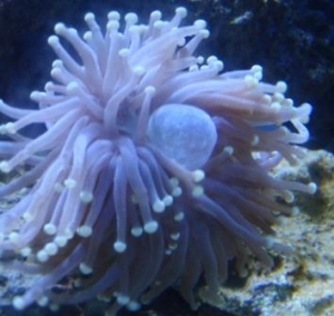 torch_3reef