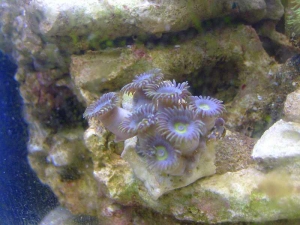 African Steel Blue Zoo
