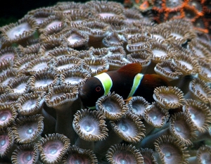 Maroon Gold Stripe Clown hosting coral