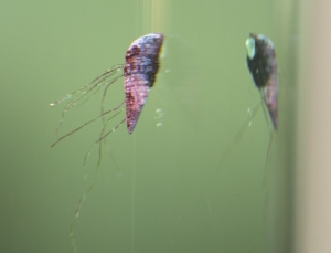 Snail with growths