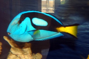 Blue tang