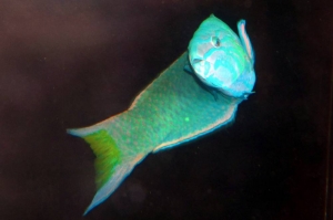 Lunare wrasse