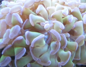 Hammer_coral2