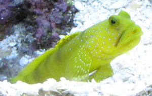 Yellow Watchman Goby