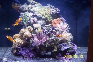 28 Gallon Nano Cube w/HQI