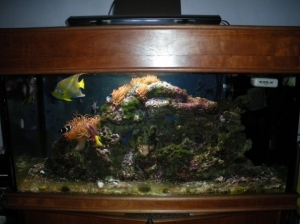 Marine_fishTank_1
