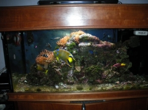 Marine_fishTank_3