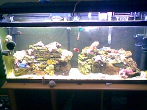 fish_tank_025