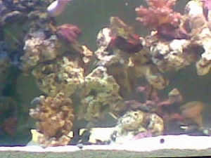 fish_tank_027