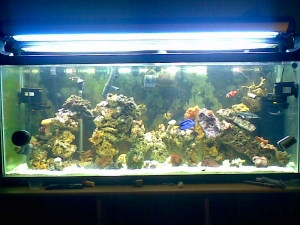 fish_tank_033