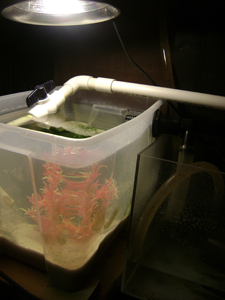 Refugium for our 75 gal