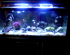 75 gal