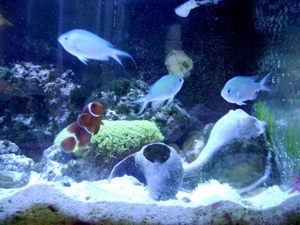 75 gal maroon clown and chromis