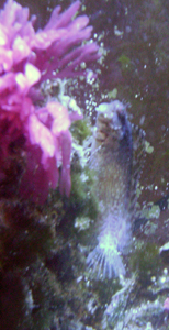 75 gal Lawn mower blennie