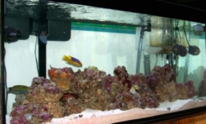 1bigdog's 100 gal