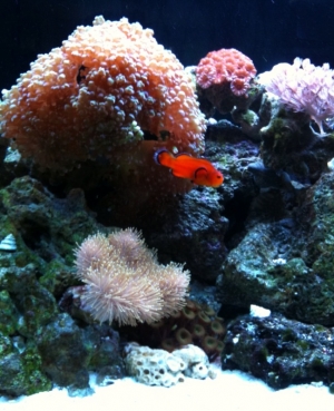 Naked Nemo