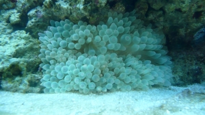 BTA1