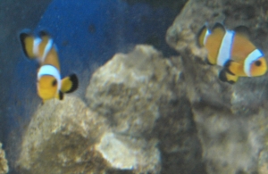 MY NANO TANK