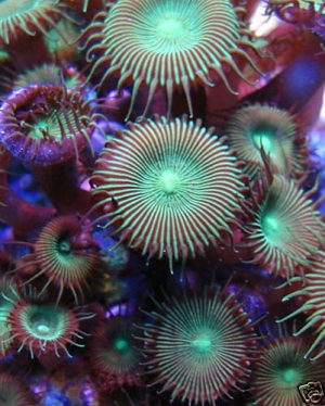 Metallic_green_button_polyp